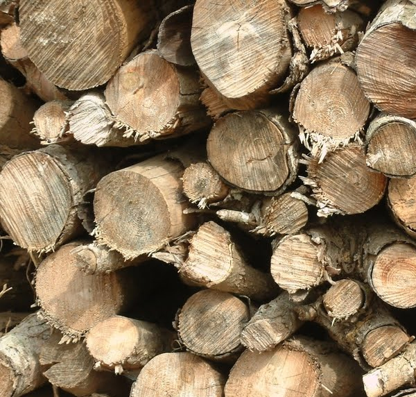 Forestal